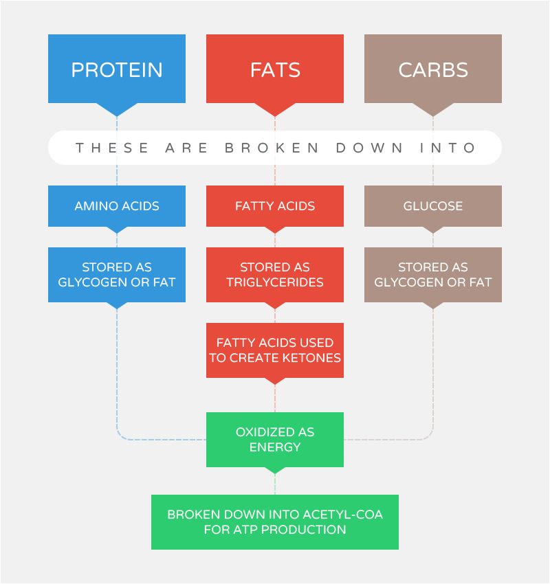 Metabolic Pathways