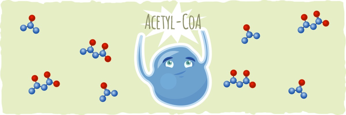 Acetyl-CoA and The Citric Acid Cycle