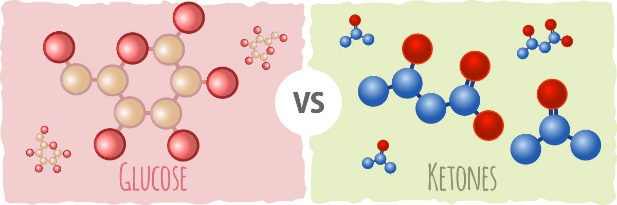 How our bodies use ketones for energy instead of glucose