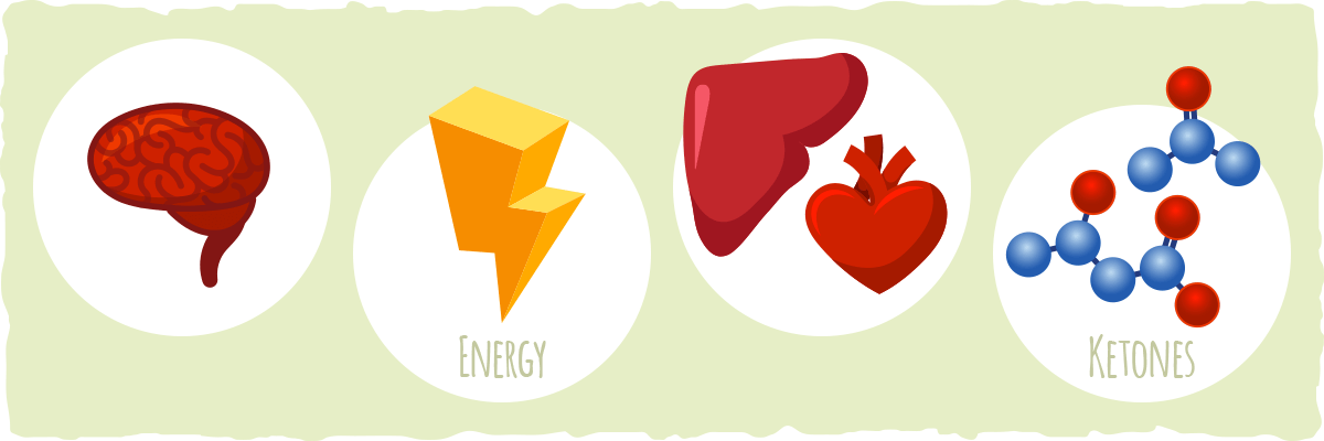 The science behind keto os and other exogenous ketones.