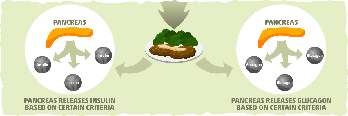 How Your Body Responds to Protein Intake