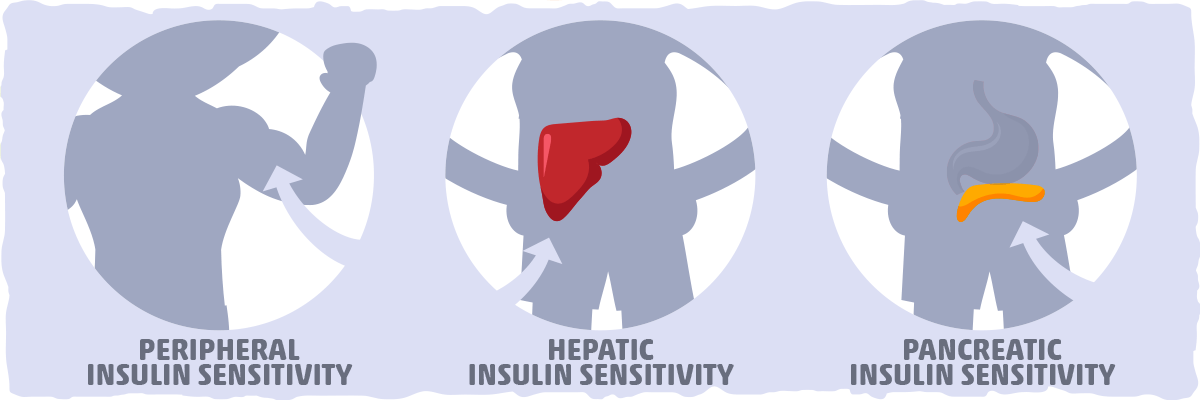 The Three Different Types of Insulin Sensitivity