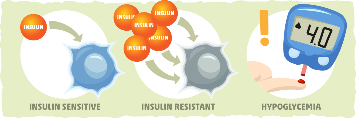 What is Insulin Sensitivity?